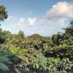 View of the sea from El Yunque National Forest