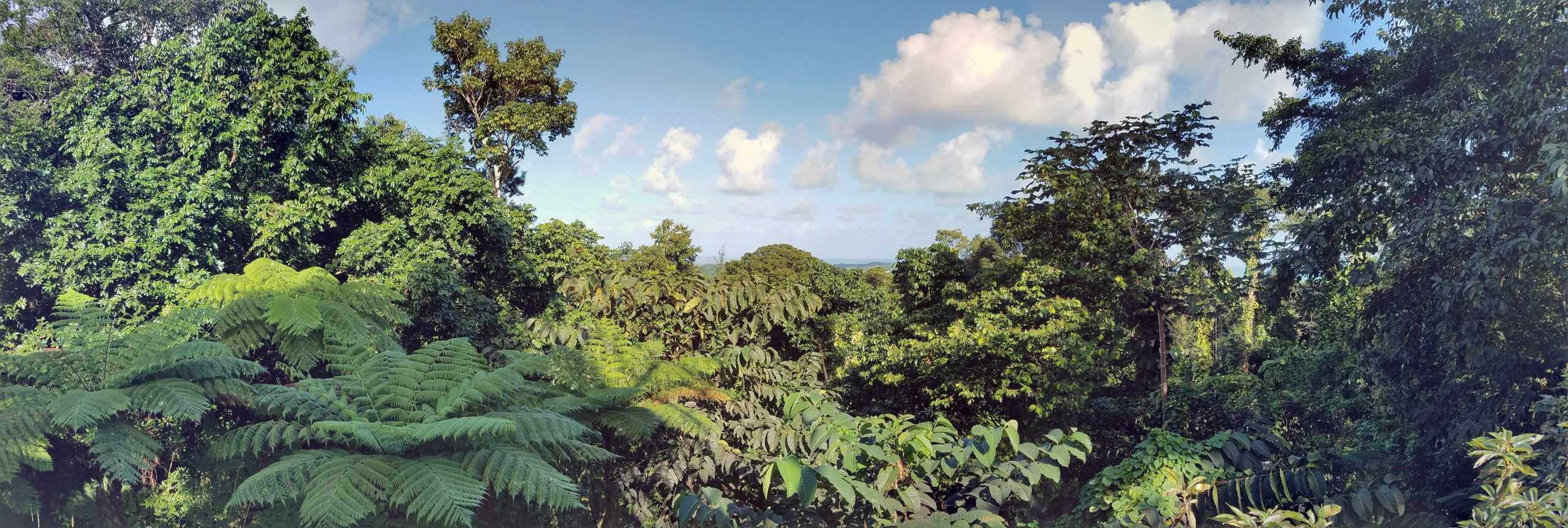View of the sea from El Yunque National Forest