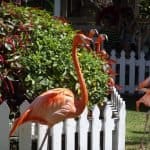Ardastra park Nassau Bahama