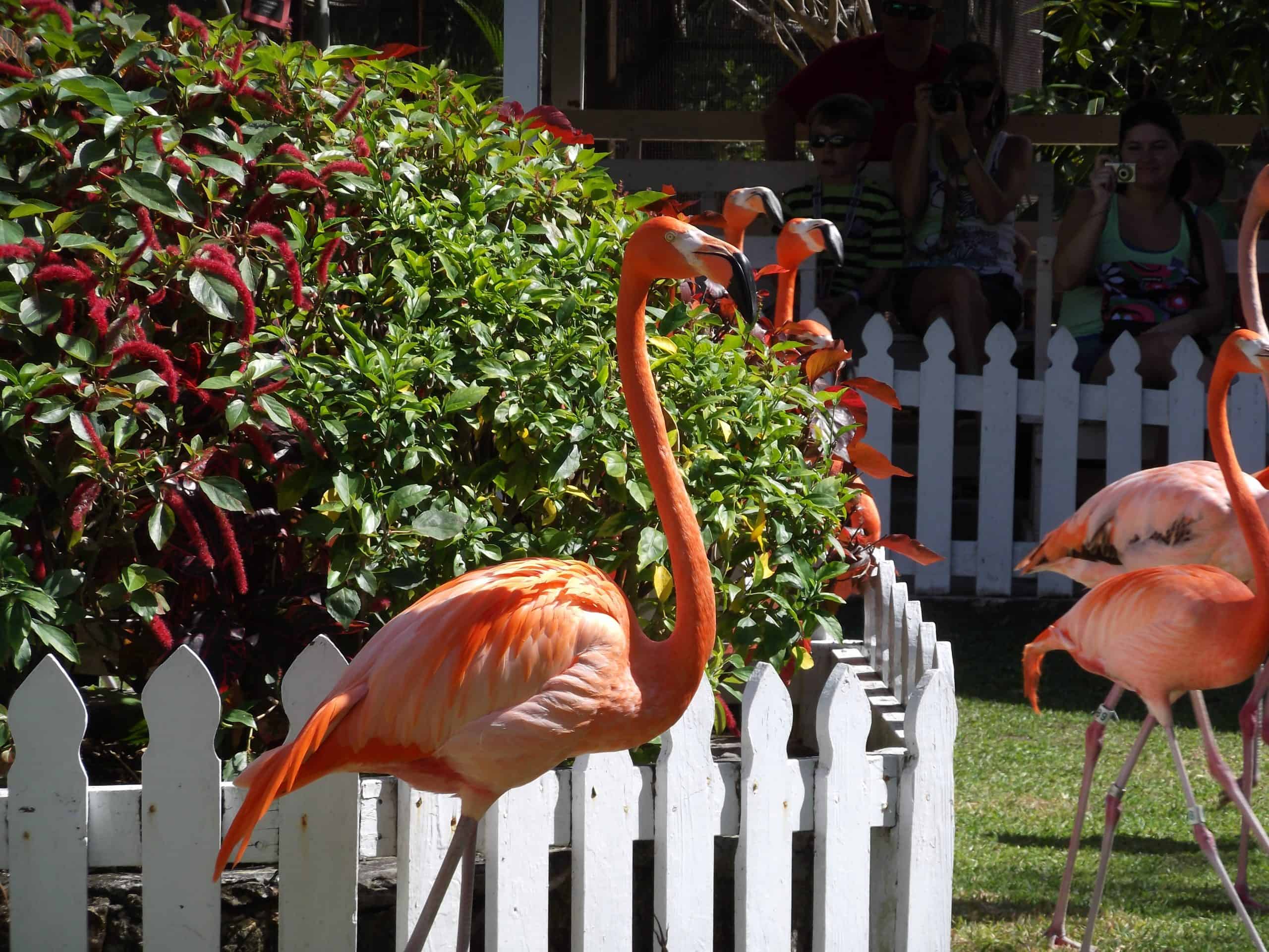 Ardastra park Nassau Bahama